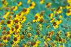 USA, New Mexico. Rudbeckia flowers in bloom. Art Print